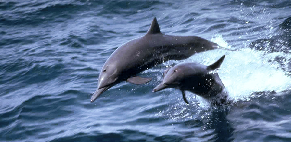 Delfini visibili durante l'escursione nel tour Le meraviglie di Musandam di Omanexpert