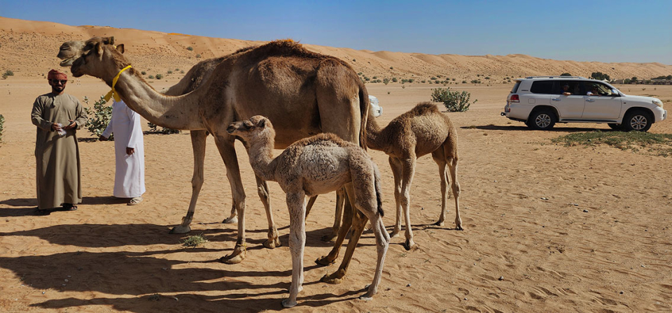 Wahiba Sands dromedari