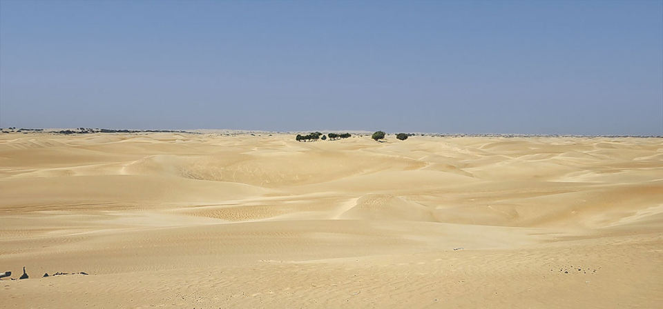Woodland Desert